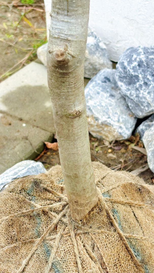 逸品。山採りアオハダ3.2M(鉢底から)