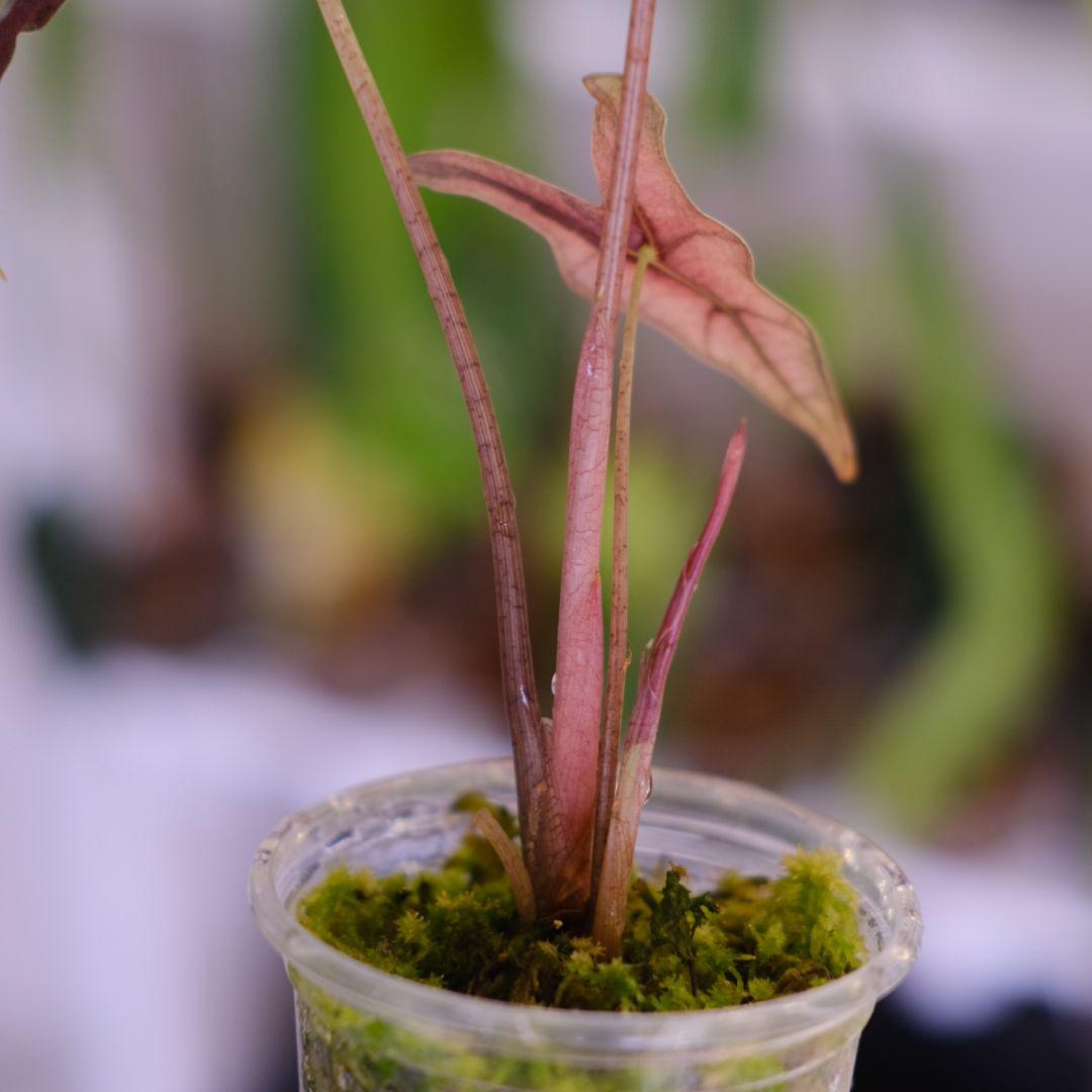 Alocasia Nobillis Pink\"K\"│アロカシア ノビリス ピンク