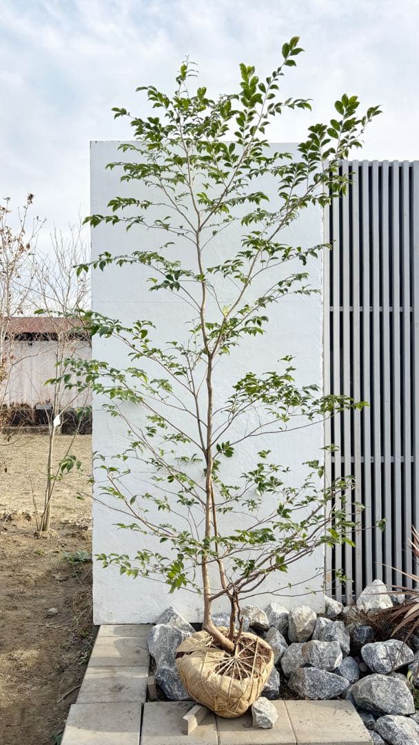 絶品。山採りヒサカキ株立ち3.1M(鉢底から)品番D