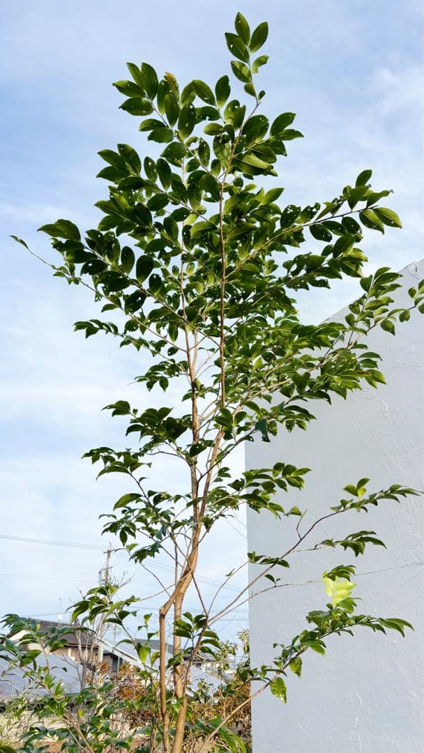 絶品。山採りヒサカキ株立ち3.1M(鉢底から)品番D