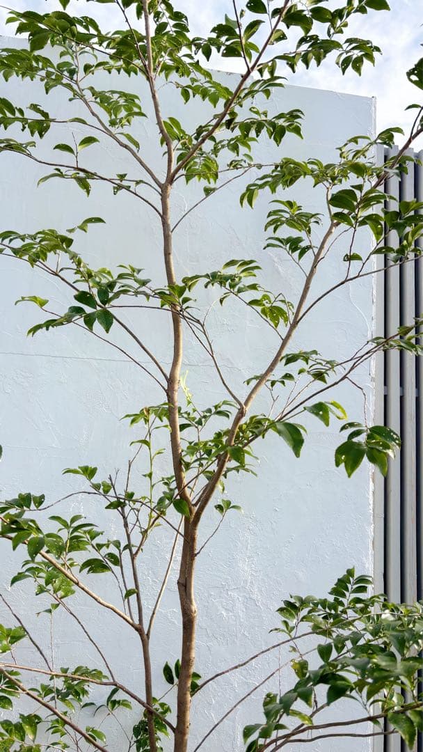 絶品。山採りヒサカキ株立ち3.1M(鉢底から)品番D