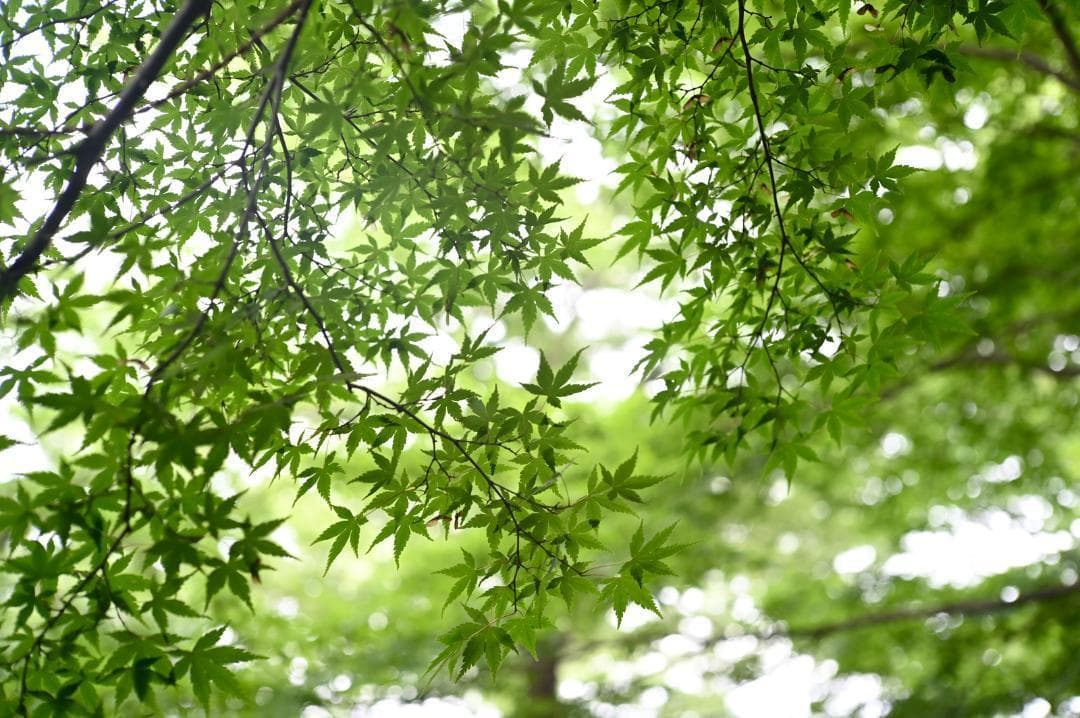 【作例付】ライカＬマウント フジノン FUJINON 5cm f/2