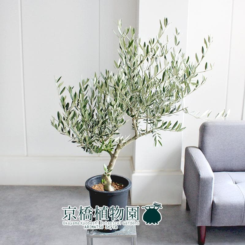 【現品】オリーブ　7号　黒鉢（2）ピクアル＜S-2＞