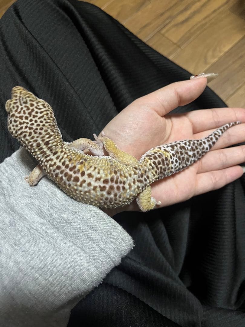 ネイルパーツオーダー参考画像