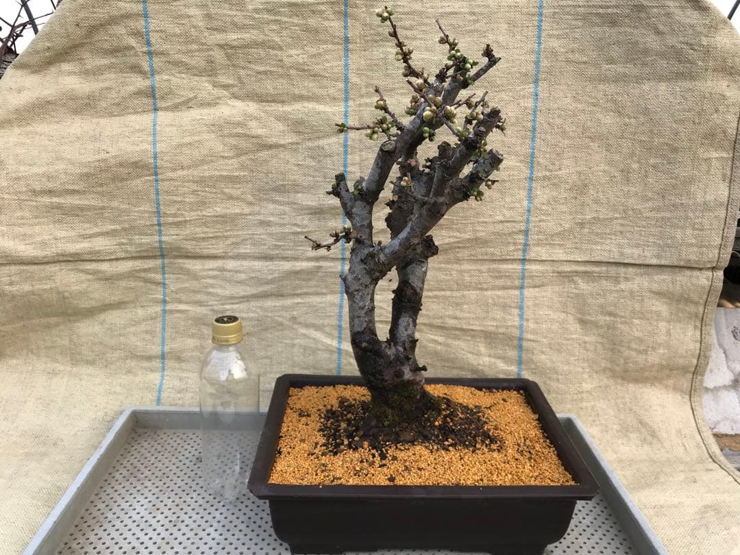 木瓜(ボケ)・放春花　安田錦　角鉢(大)(咲分け保証品)