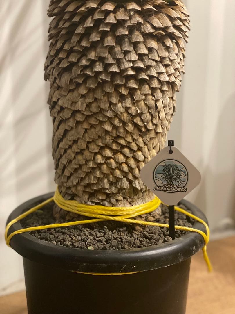 ⭐︎初売り⭐︎ユッカ　マルデヌベスver.ロスト