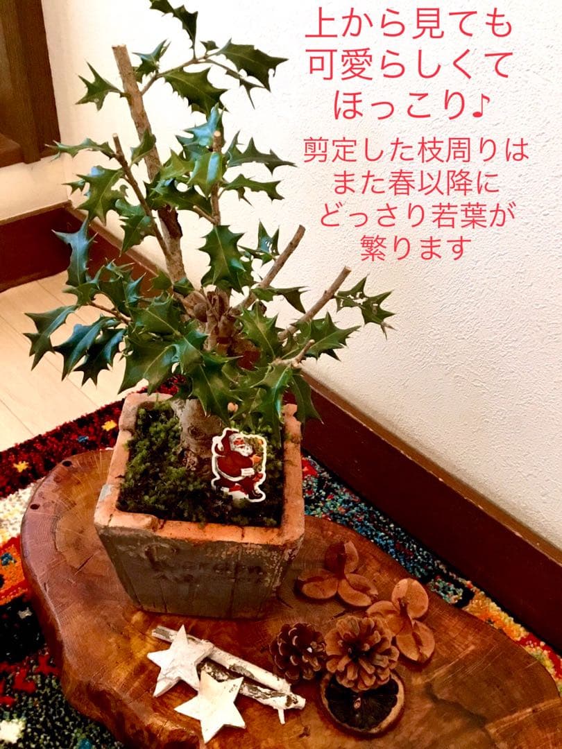 天然野生＊とてもダイナミックな森の可愛い柊さん【柊＊クリスマスツリー】