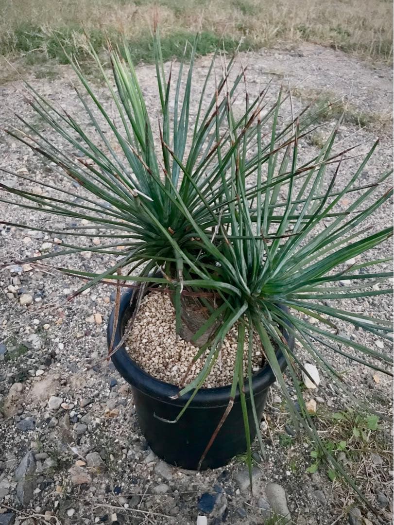アガベ ストリクタ / 吹上　　幹立ち大株 マルチヘッド