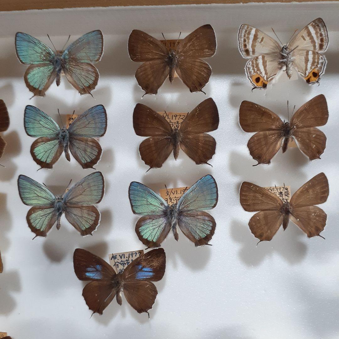蝶標本　ゼフィルス及びセセリチョウ科22種。大型ドイツ標本箱二箱入りセット