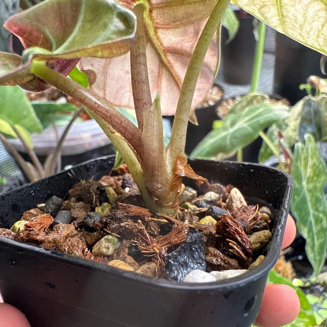 希少 アロカシア ハートバルーン ピンク 中株