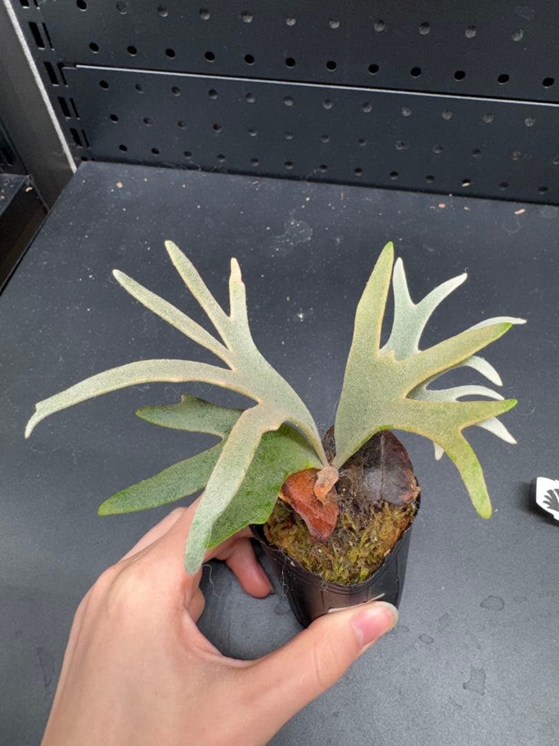 C*7様 【平凡之鹿】YMDS Totoro HHRナーセリータグ付け #240