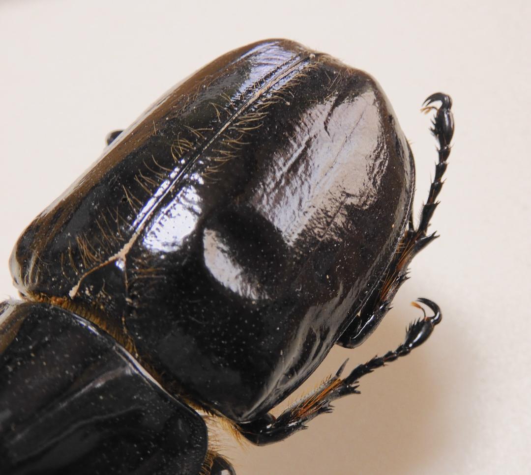 コロンビア産ネプチューンオオカブト  122mm