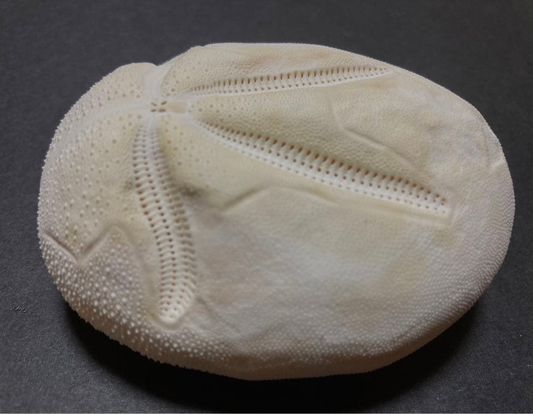 オオブンブク　ブンブク　ウニ　ウニ殻　標本