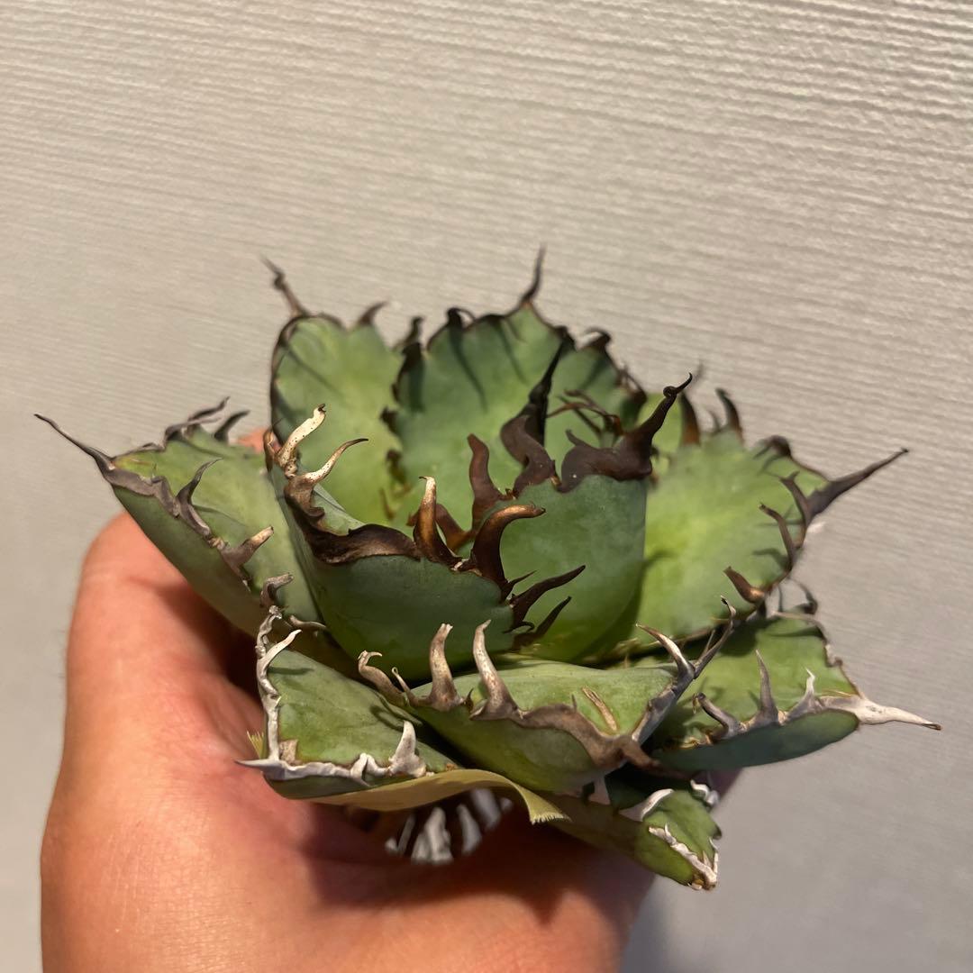 A083 アガベ 黒鯨