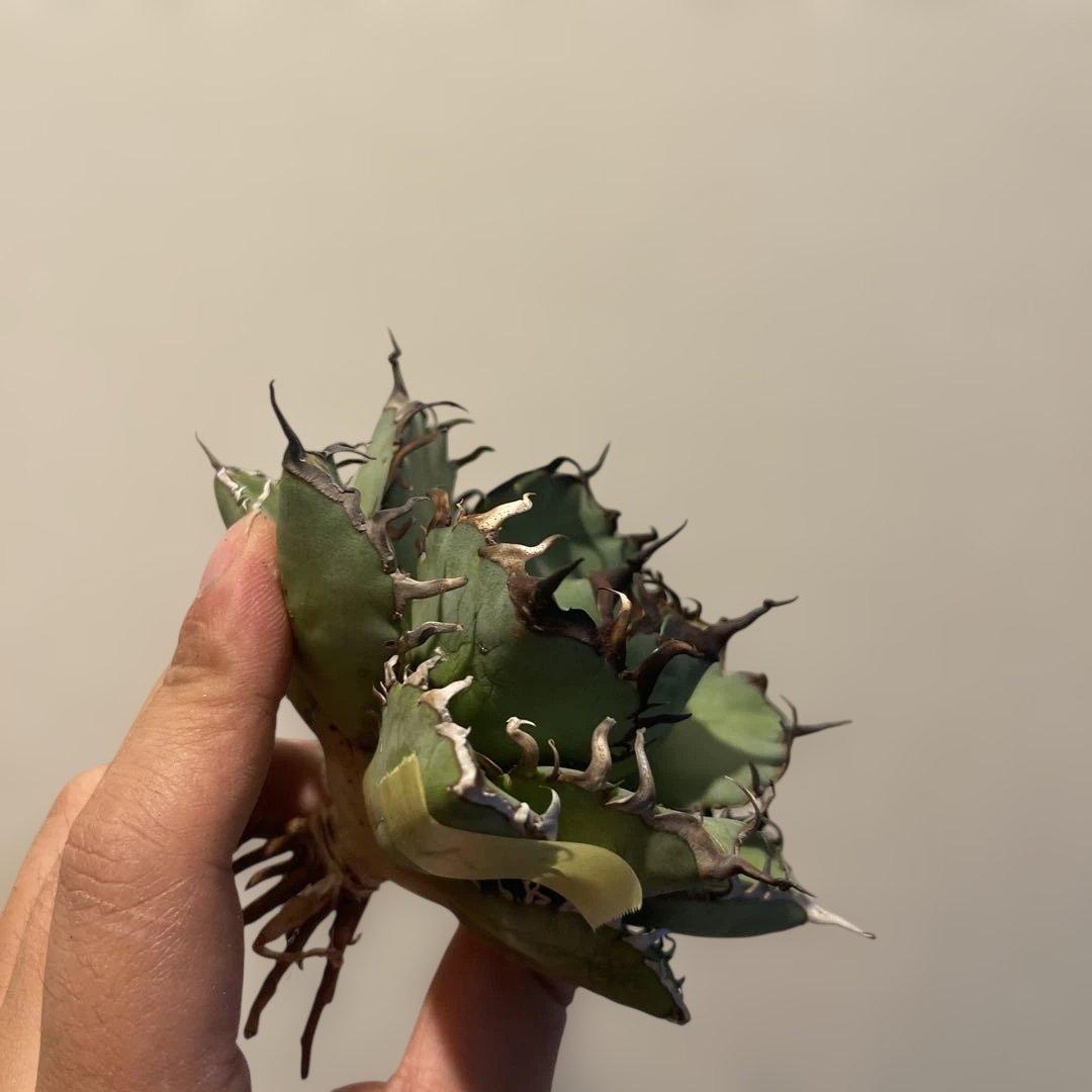 A083 アガベ 黒鯨