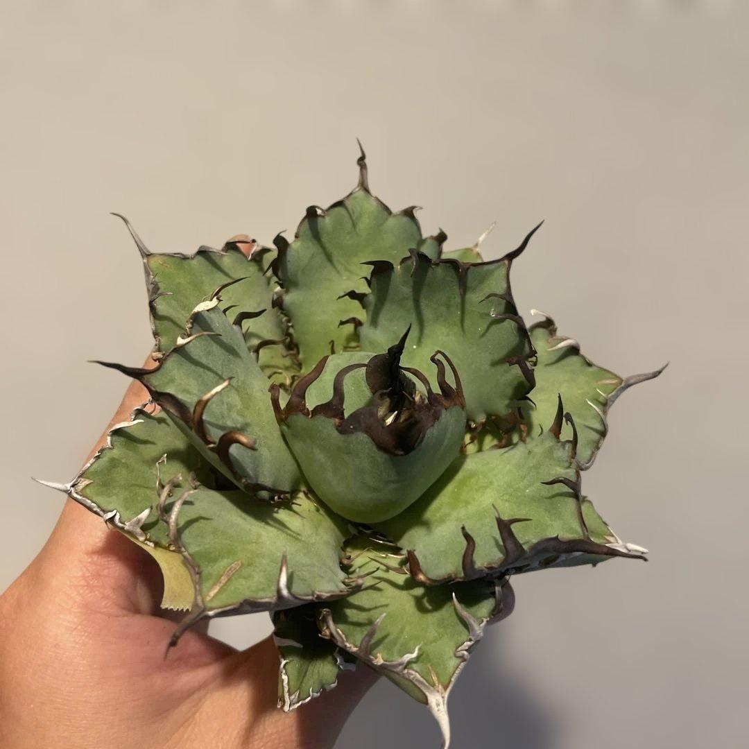 A083 アガベ 黒鯨