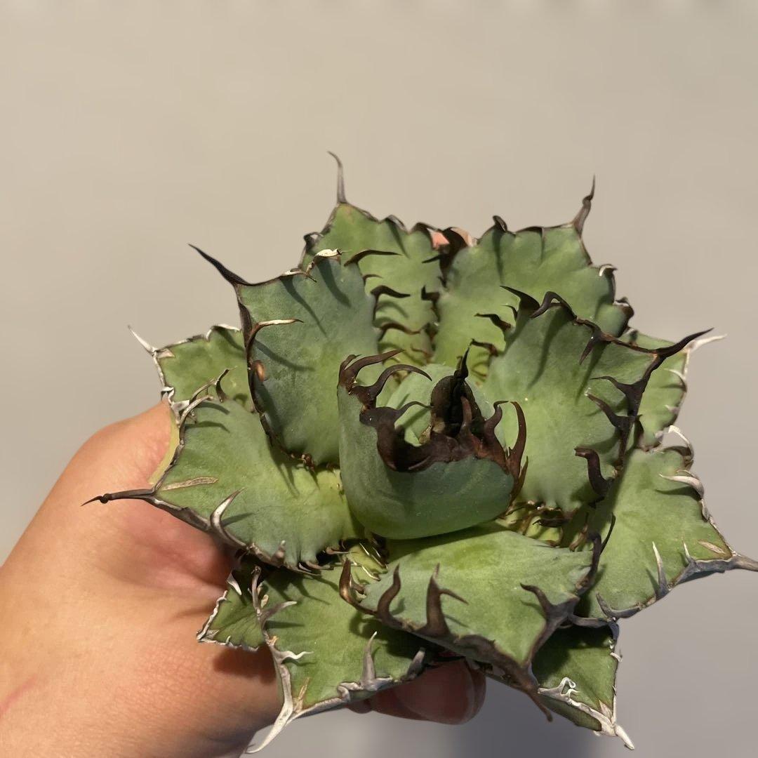 A083 アガベ 黒鯨