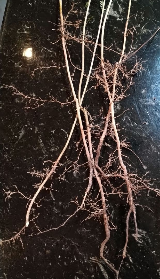 ♥大特価・特別販売特売・大量10本 ♥大絶賛中♥シマトネリコ苗木50～130㎝