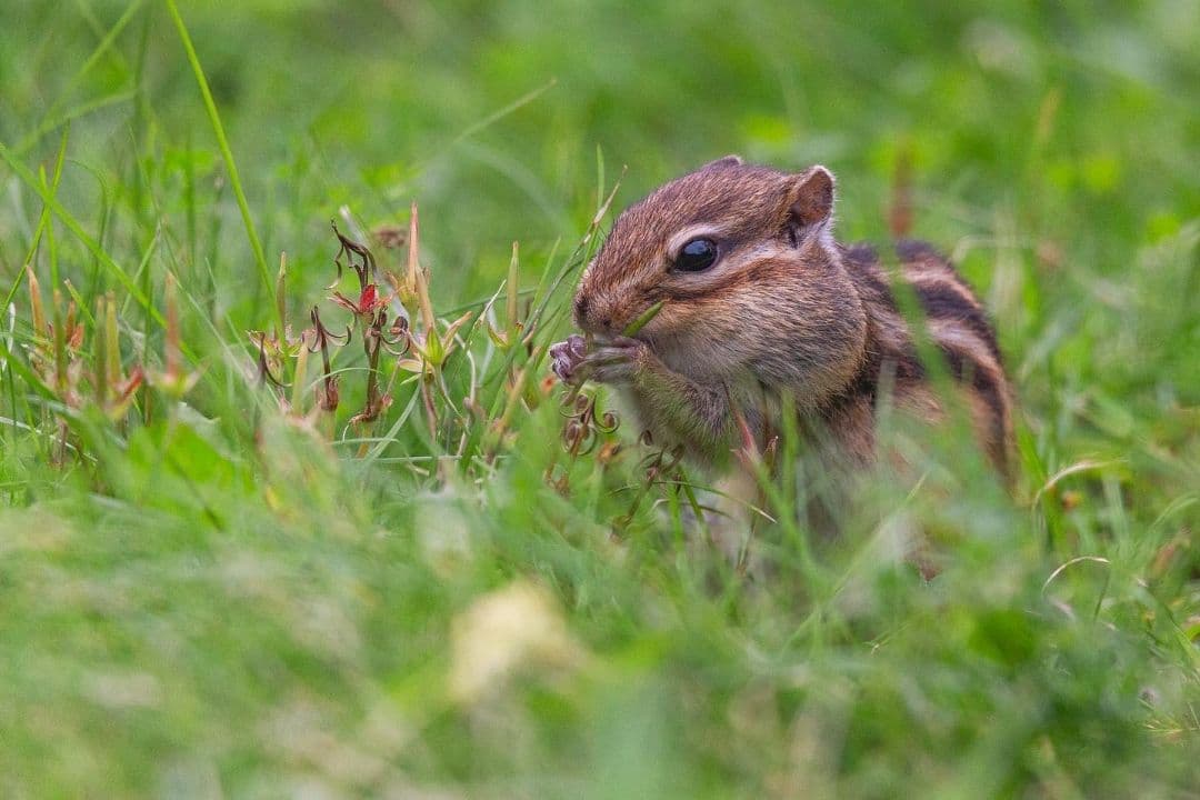 く*だ様 Canon 1DX チャージャー付き　値下げ交渉少しOK　CF2カード
