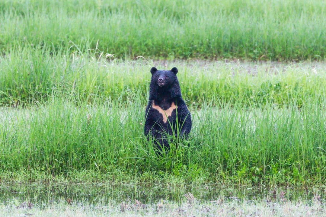 く*だ様 Canon 1DX チャージャー付き　値下げ交渉少しOK　CF2カード