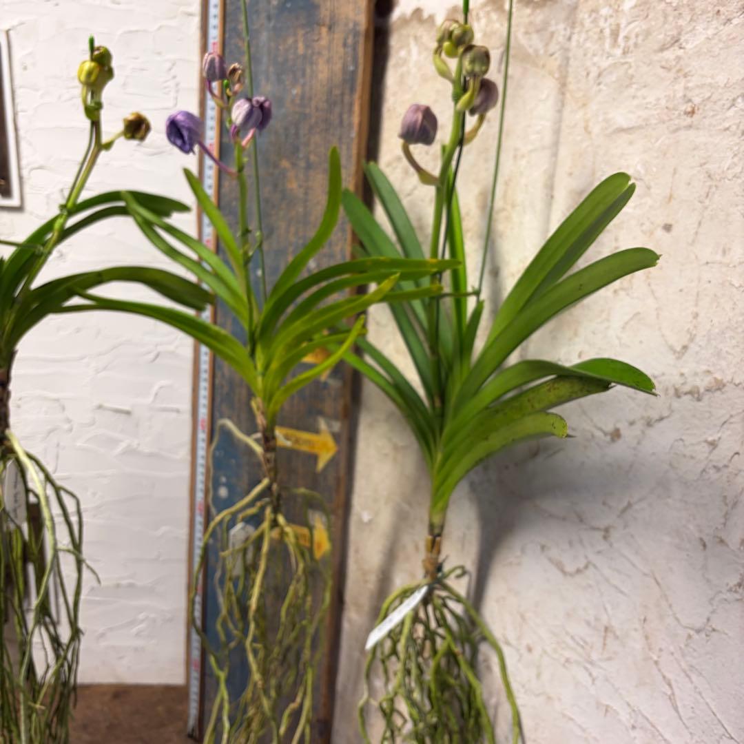 【特選】　洋蘭　バンダ　4種4株 サンチャイゴールドスポット