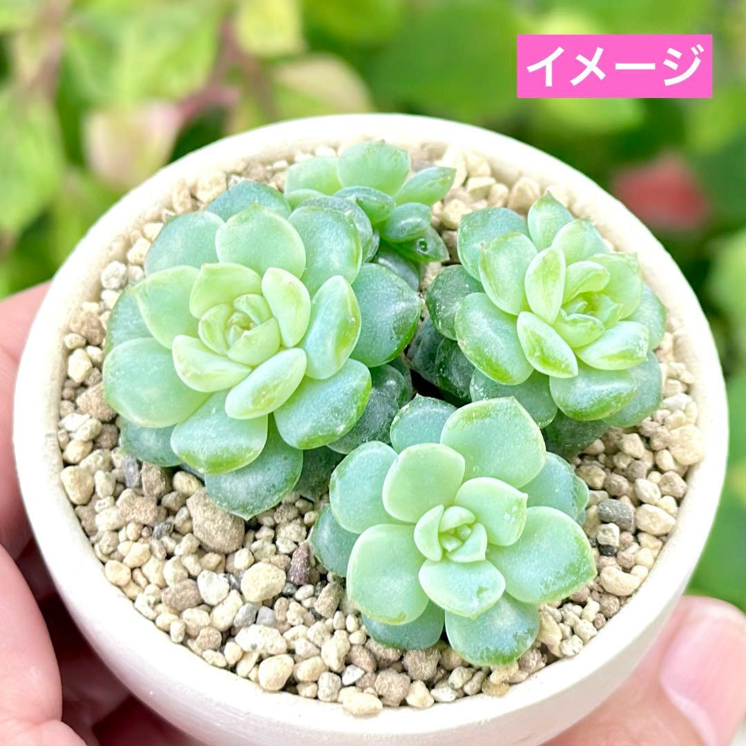 【サービス品@2780】ブロッサミングスペシャル(3頭)