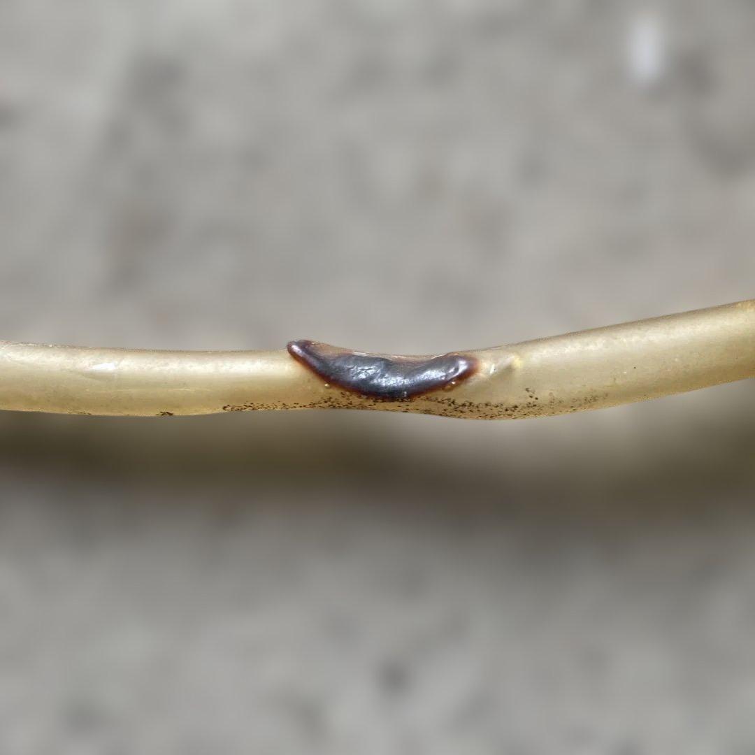 昭和レトロ　SWAN電動かき氷機　ヴィンテージ　CFB-200 当時物　業務用