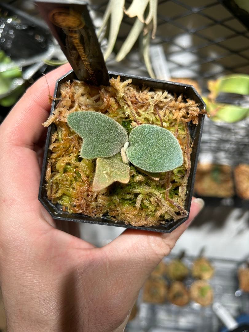 P.willinckii Angel #1 pup 脇目