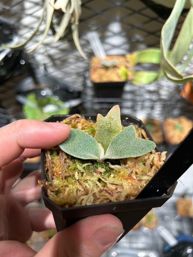 P.willinckii Angel #1 pup 脇目