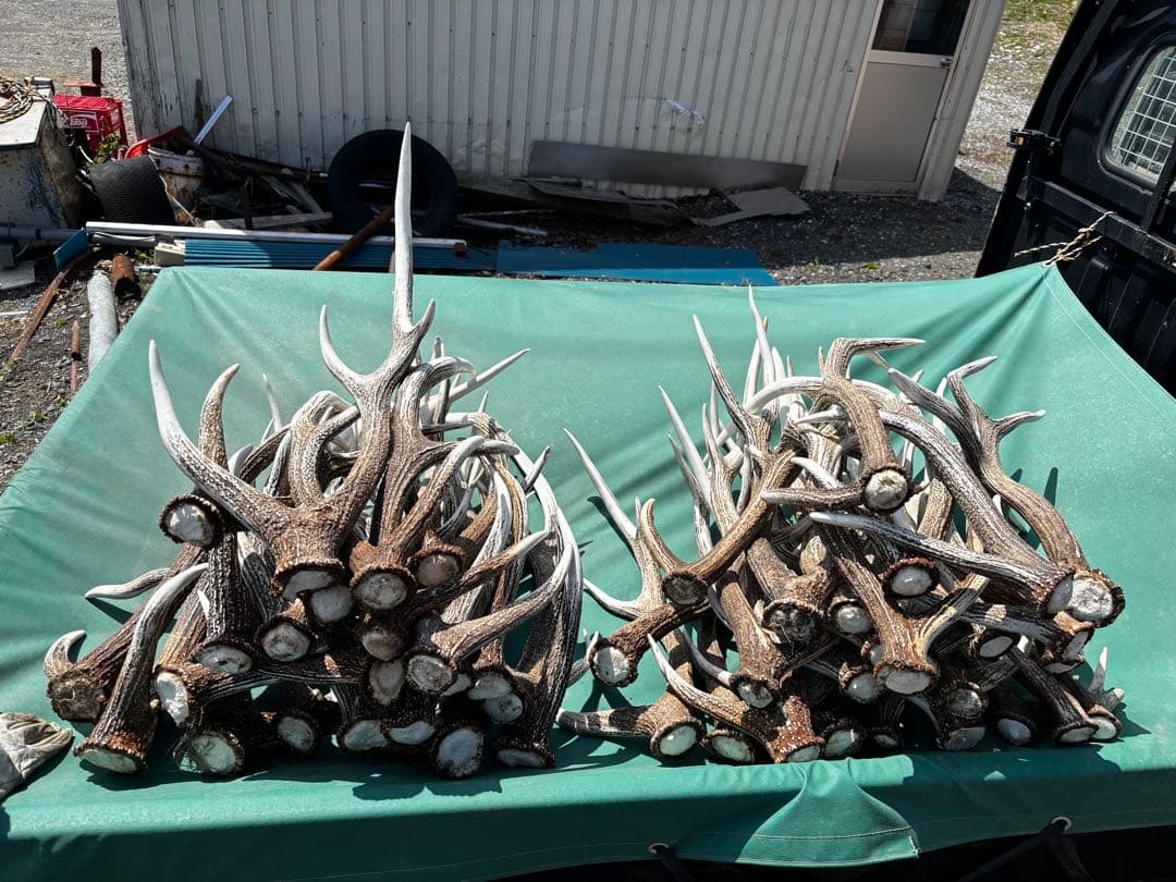 蝦夷鹿の角 自然乾燥済み 多数　48本