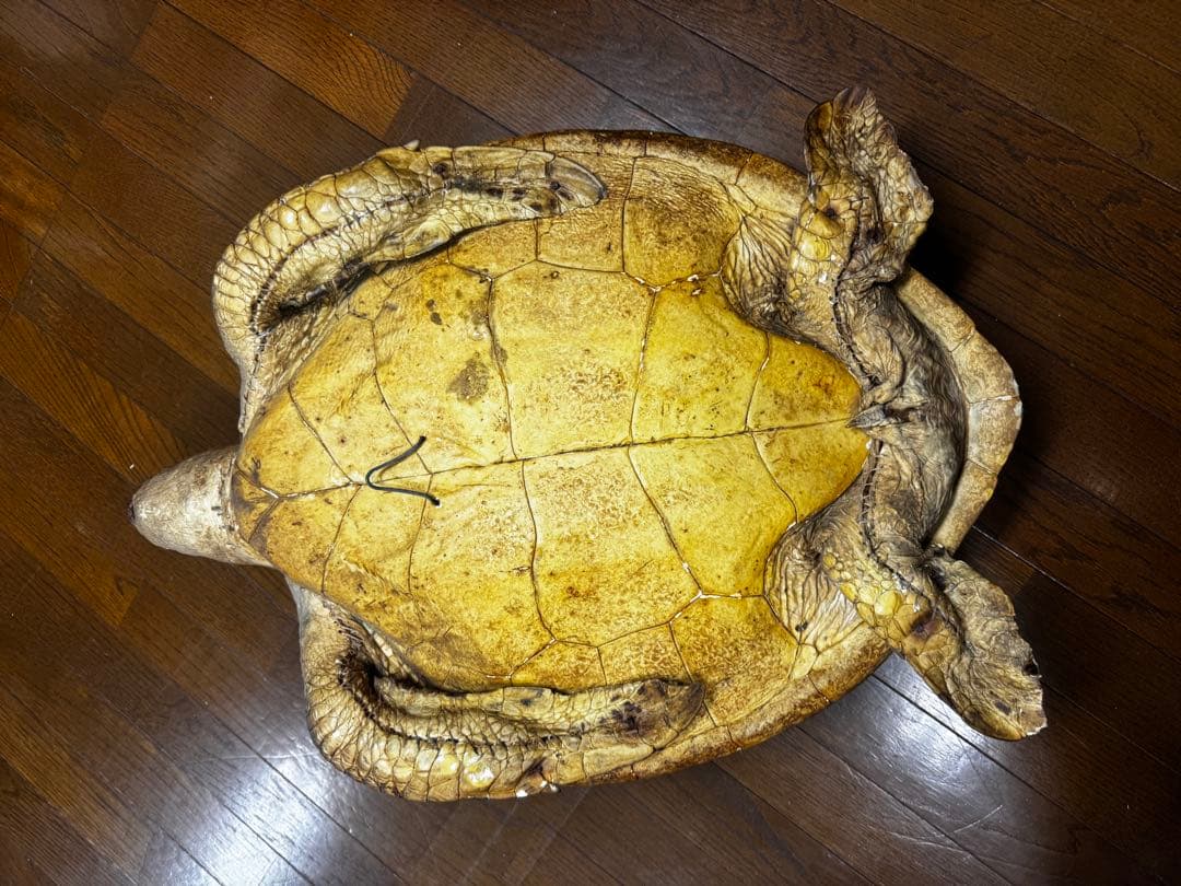亀の剥製