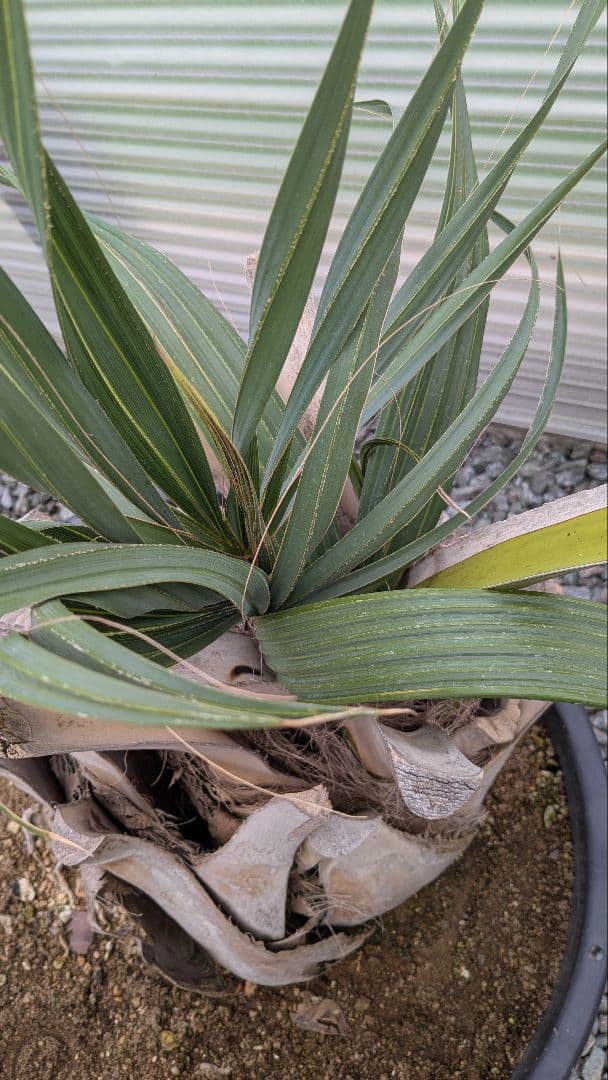 サバルヤシ　大苗　活性済 シンボルツリー　ヤシ