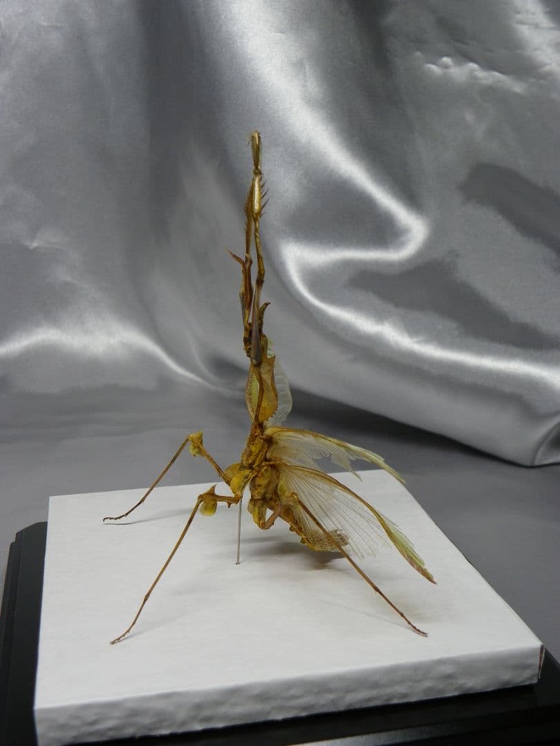 ニセハナマオウカマキリ ♂ 立体標本