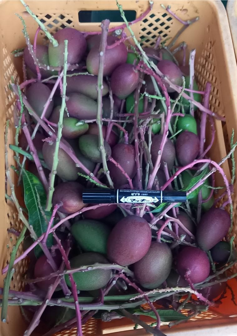 マンゴー+摘果 /15 kg including box