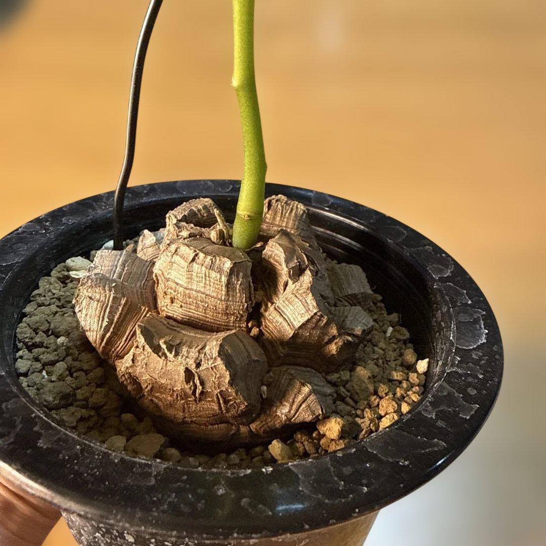 【極上】亀甲竜 5号ロングポット バキバキ 速達 塊根植物 コーデックス