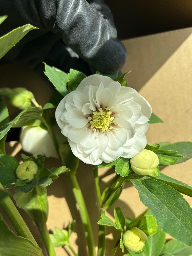 加藤農園 クリスマスローズ ホワイト系 同梱推奨