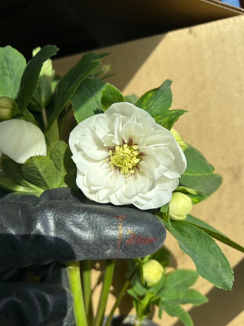 加藤農園 クリスマスローズ ホワイト系 同梱推奨