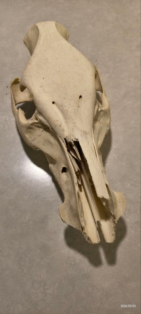 動物の頭蓋骨　イノシシ
