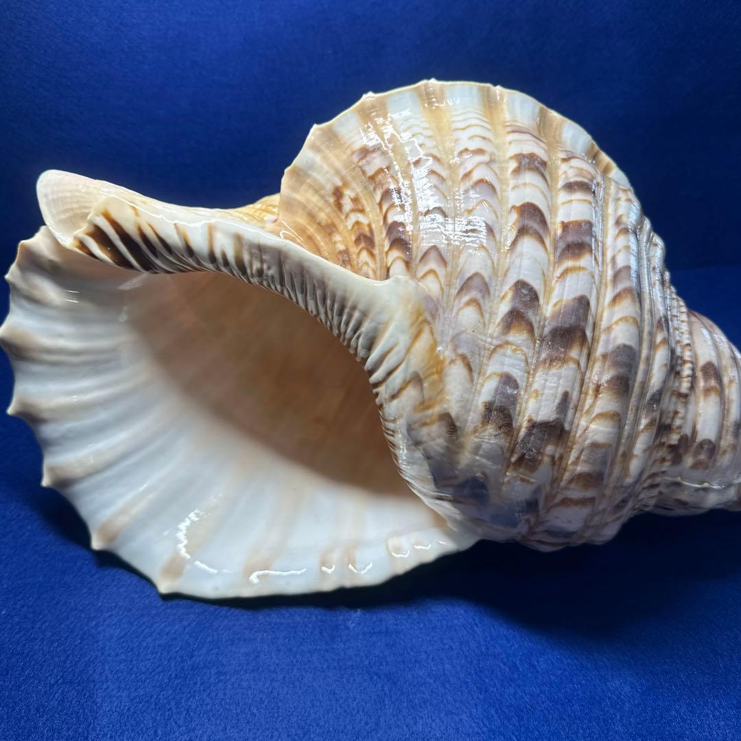 徳大法螺貝　ホラ貝　ほらがい　三伏　　　　　　魔除け　　熊よけ