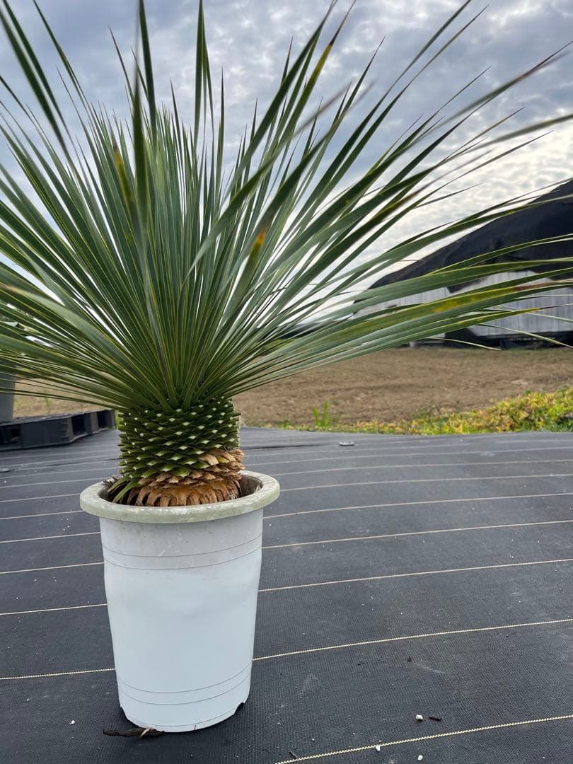 ユッカ　ロストラータ　極太幹上がり　⑨