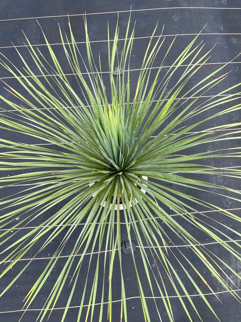 ユッカ　ロストラータ　極太幹上がり　⑨