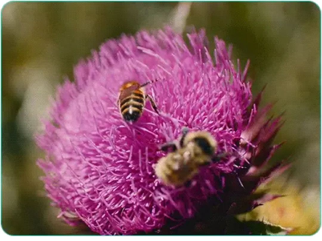 SIRUI Jupiter フルフレームマクロシネレンズ T2.8 100mm