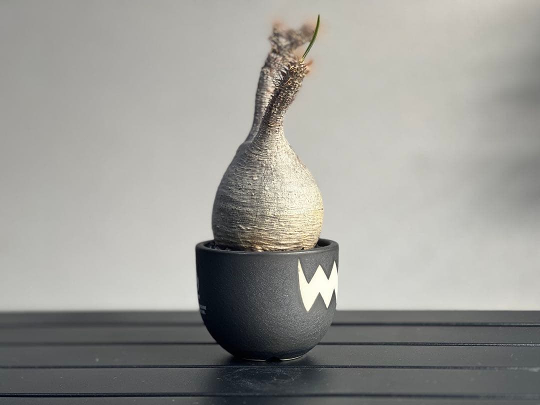 【休眠中】パキポディウム・グラキリス 現地球 VALIEM⑧