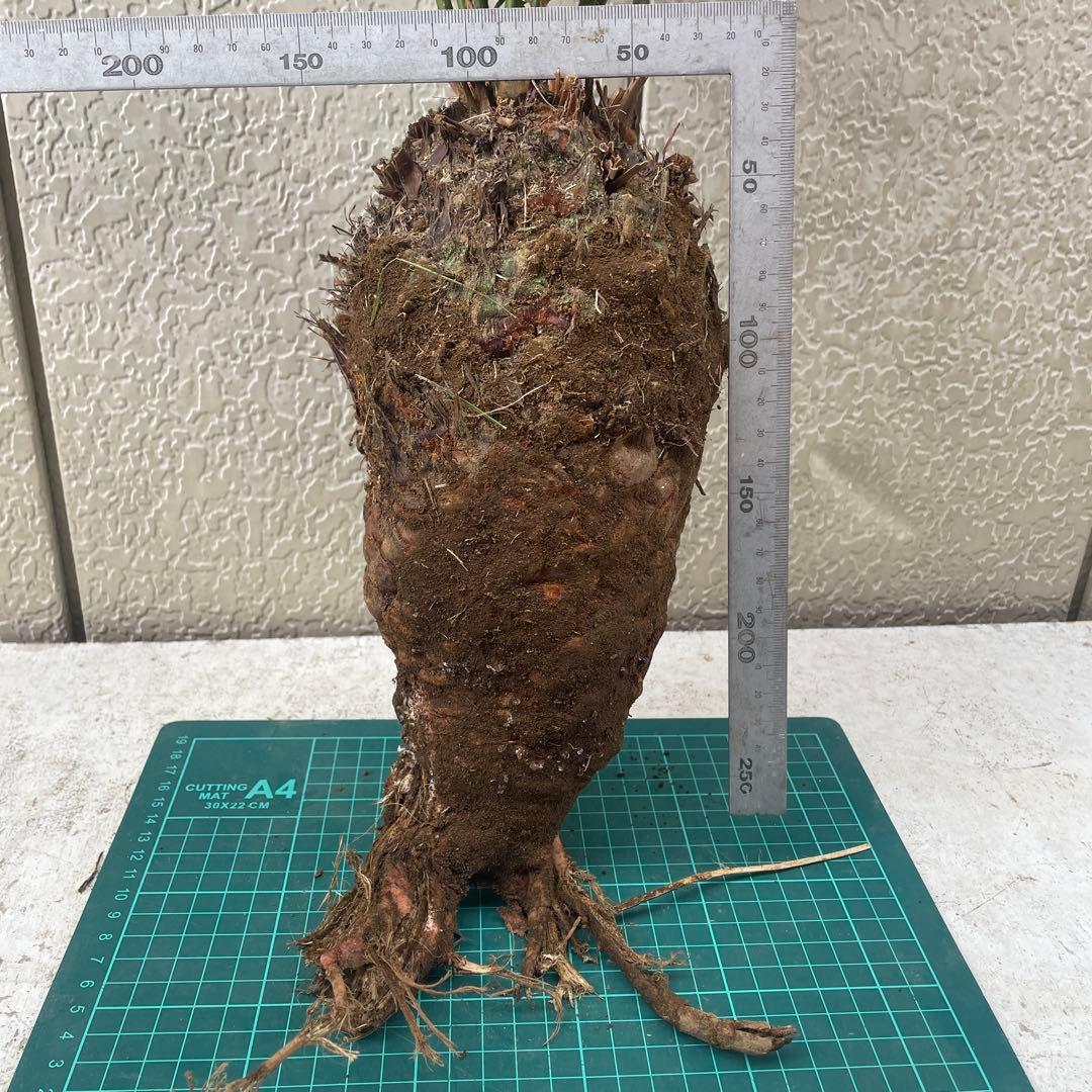 蘇鉄ソテツ根付き　大株