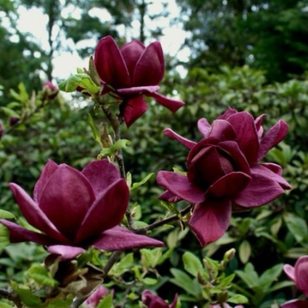 ①*:ஐ矮性で鉢栽培も可能‼︎魅力的な花色‼︎*:ஐモクレン・苗木【ジェニー】6号