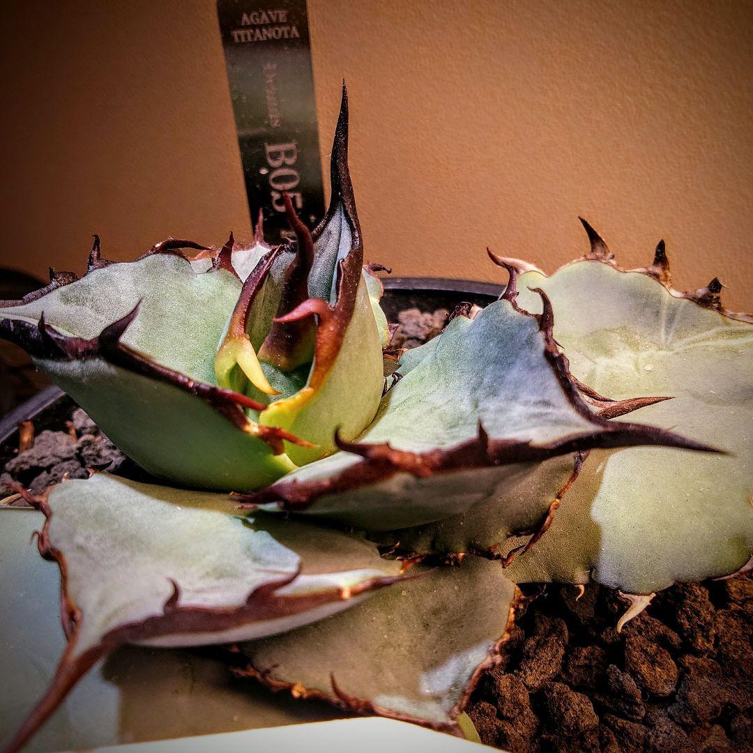 アガベ　チタノタ　dennisB05 子株　青犀牛　デニスタグ付き