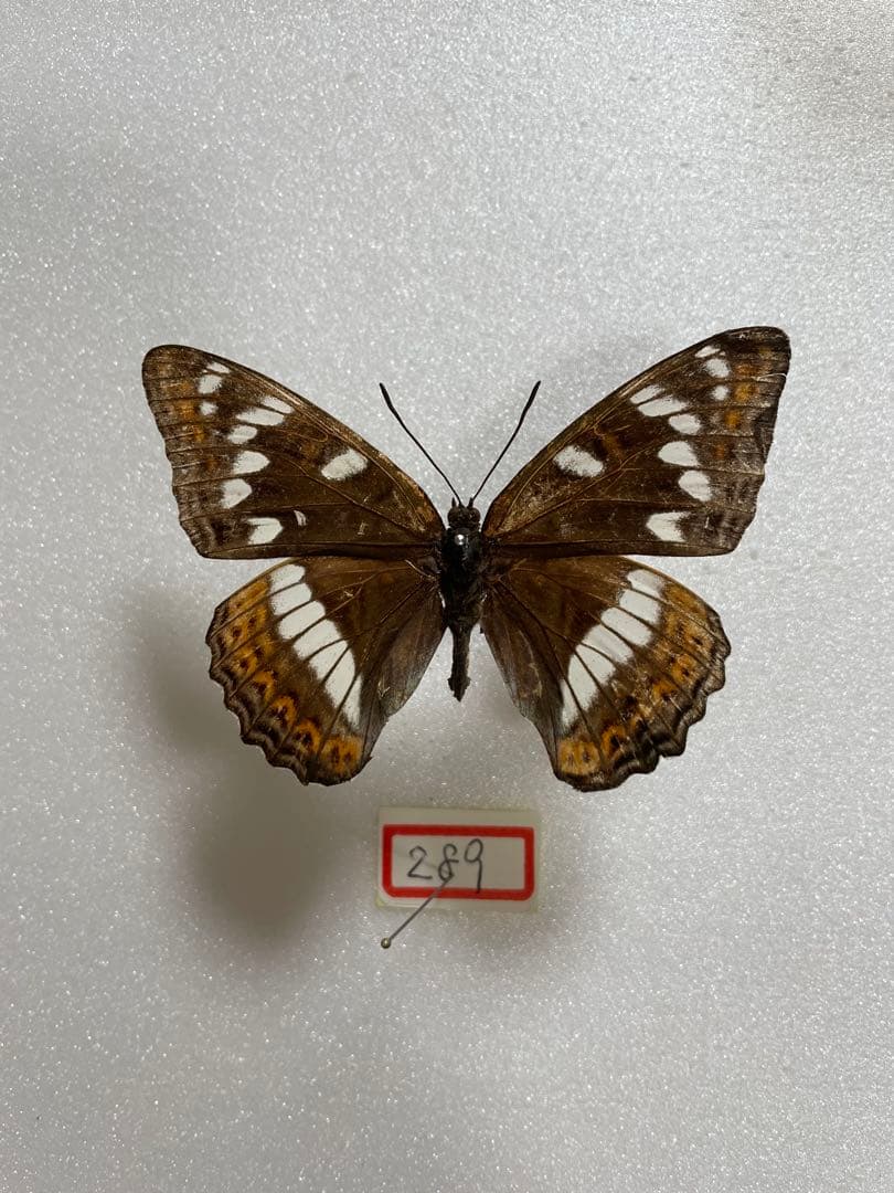 【赤斑発達型】オオイチモンジ（メス、フランス産）