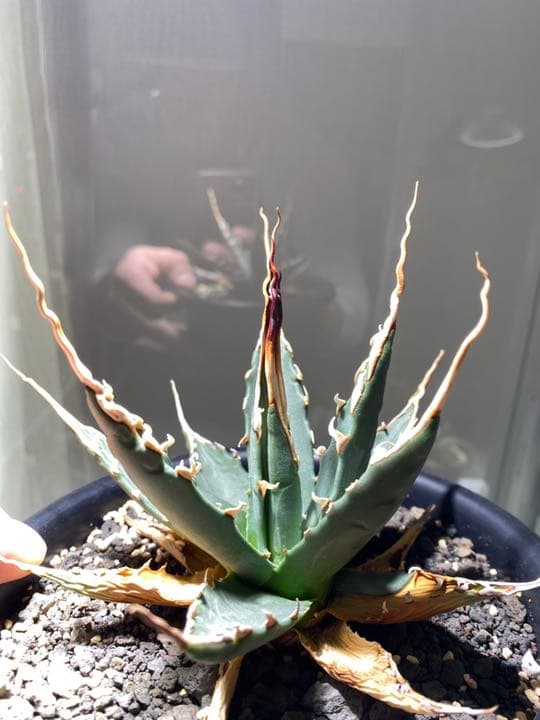 コレクション株　アガベ　エボリスピナ　陽炎