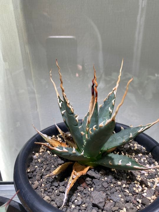 コレクション株　アガベ　エボリスピナ　陽炎