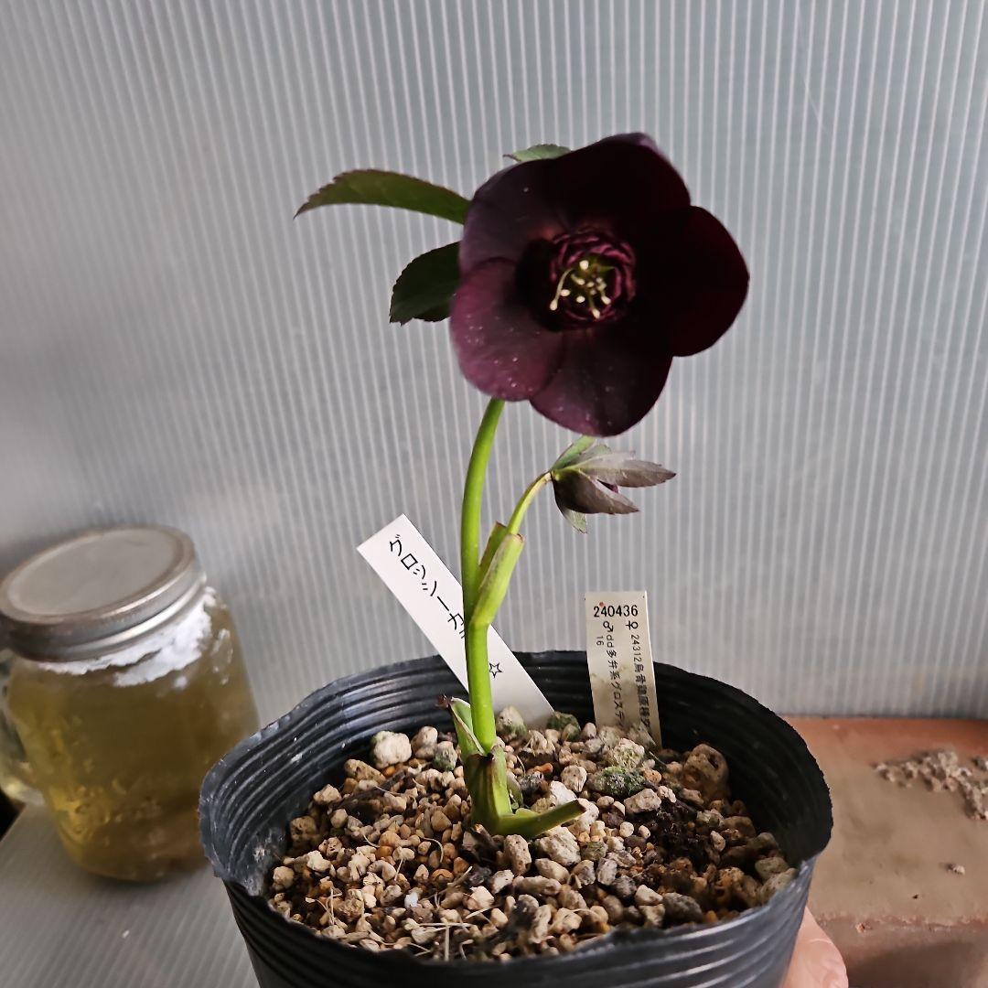 ㉖-433クリスマスローズ